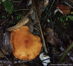 Leucopaxillus gracillimus