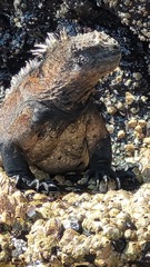 Amblyrhynchus cristatus