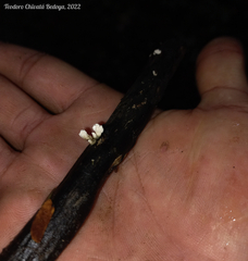 Xylaria flabelliformis