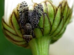 Platystoma seminationis