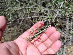 Condalia globosa