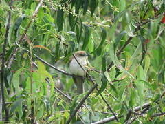 Coccyzus erythropthalmus