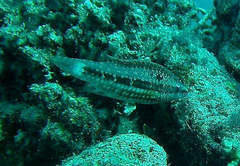 Oxycheilinus mentalis