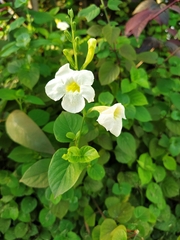 Asystasia gangetica image