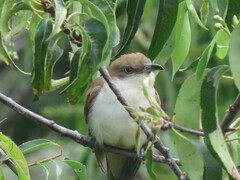 Coccyzus erythropthalmus