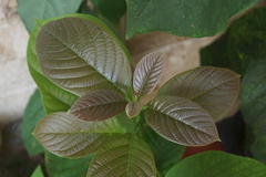 Persea americana