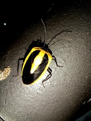 Arocera acroleuca