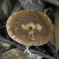 Tubaria furfuracea