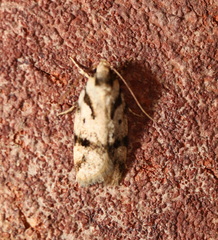 Barea basigramma