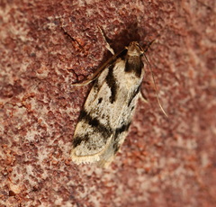 Barea basigramma