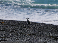 Phalacrocorax varius varius
