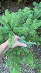 Abies procera