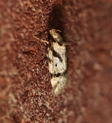 Barea basigramma