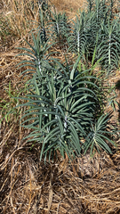 Euphorbia lathyris