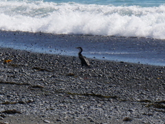 Phalacrocorax varius varius