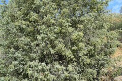 Juniperus oxycedrus