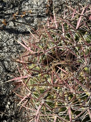 Ferocactus viridescens