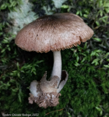 Volvariella
