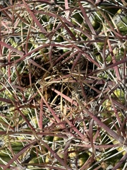 Ferocactus viridescens