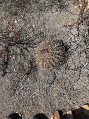 Ferocactus viridescens