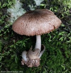 Volvariella