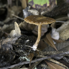 Tubaria furfuracea