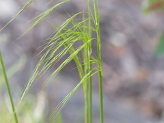 Austrostipa rudis