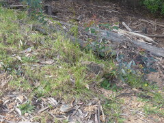 Austrostipa rudis