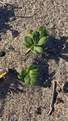 Glehnia littoralis