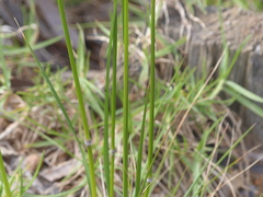 Austrostipa rudis