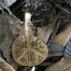 Tubaria furfuracea