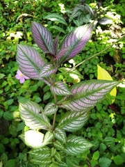 Strobilanthes auriculata
