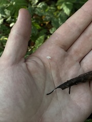 Rhizomarasmius setosus