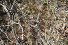 Rumex pulcher