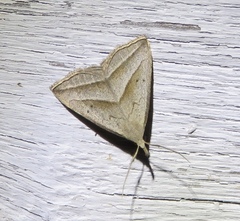 Macrochilo absorptalis