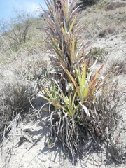 Tillandsia