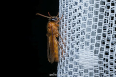 Provespa barthelemyi