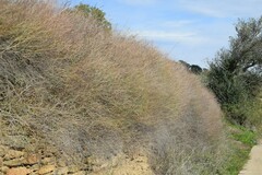 Rumex induratus