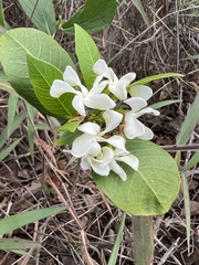 Tabernaemontaneae