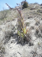 Tillandsia