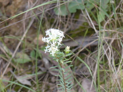 Pimelea linifolia linifolia