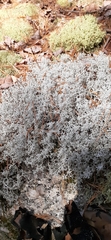 Cladonia rangiferina