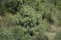 Juniperus oxycedrus