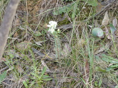 Pimelea linifolia linifolia