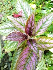 Strobilanthes auriculata