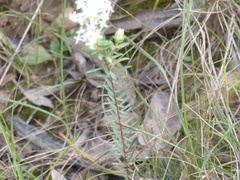 Pimelea linifolia linifolia