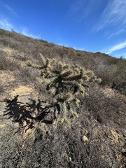 Cylindropuntia prolifera