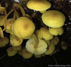 Tricholomopsis aurea