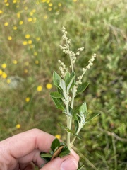 Chenopodium parabolicum