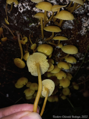 Tricholomopsis aurea